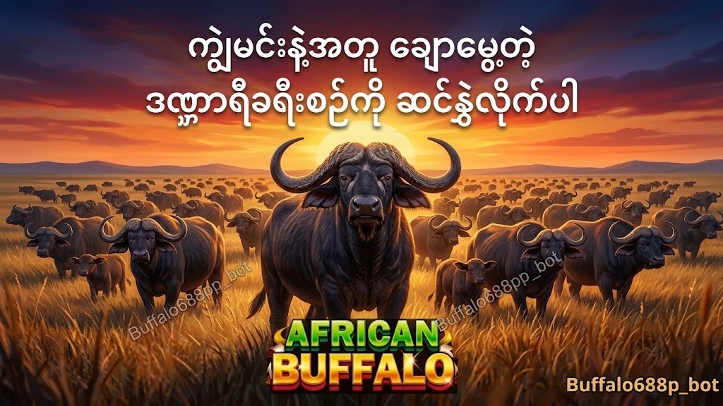 ကျွဲဂိမ်းအစစ် 24 နာရီဝန်ဆောင်မှု 🐂