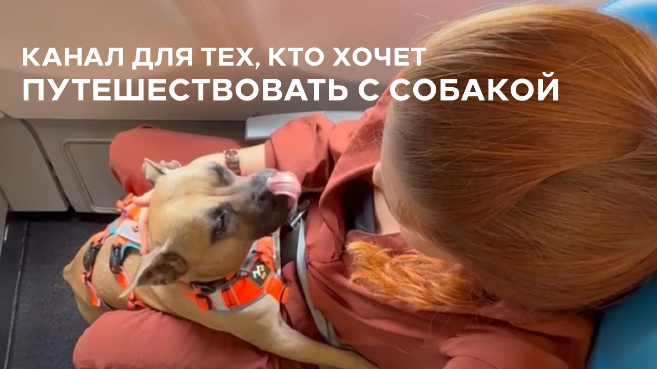 Вуф Вингс | как путешествовать с собакой