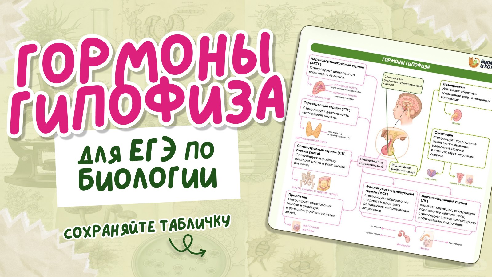 биология и котики / ЕГЭ ОГЭ Стадикэтс